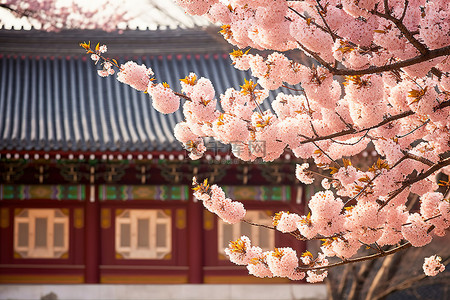韩国传统图案背景图片_春天韩国