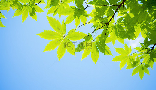 绿树枝与蓝天的照片
