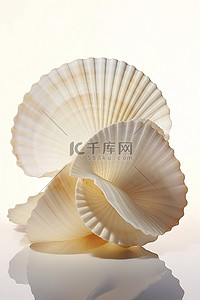 扇贝类背景图片_白布背景上堆叠在一起的四个白色扇贝壳