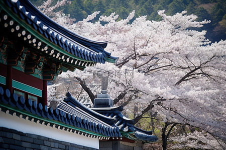 韩国山上樱花盛开的寺庙一侧
