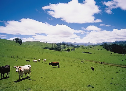 奶牛在绿色的田野上吃草