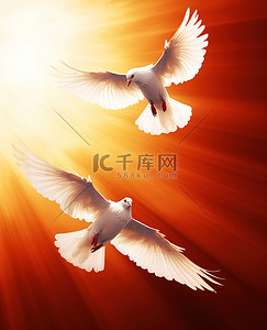 鸟飞翔背景图片_橙色背景上飞翔的两只白翅鸟