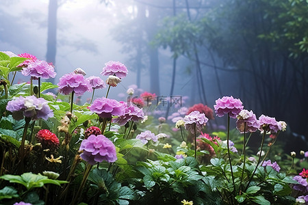 叶子和花背景背景图片_花园里的一些花朵和叶子，上面覆盖着薄雾