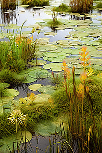 池塘花背景图片_陆地上有流动池塘的绿色森林