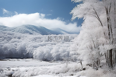 有树木和一些山脉的冰雪覆盖的场景