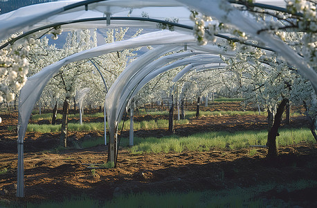 山茶花树背景图片_纳帕县的苹果园