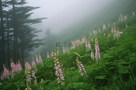 有些花生长在有雾的山谷里