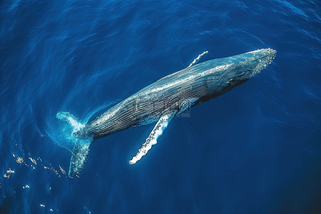 座头鲸在水中游泳