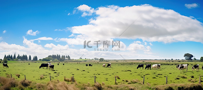 放牧写真背景图片_牛羊在开阔的沙漠中吃草