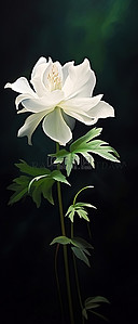 大白花，深色背景