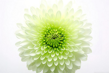 菊花花瓣一朵背景图片_白色背景下近距离的一朵菊花