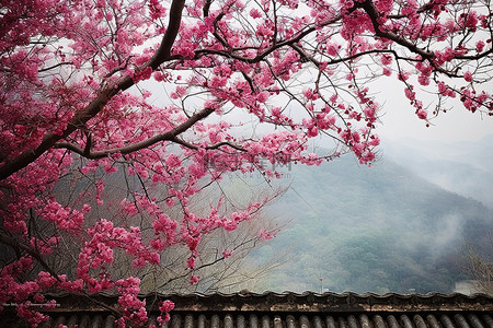 kim kyinam 树上的韩国樱花