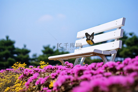 公园里粉红色花朵上的白色长凳和蝴蝶