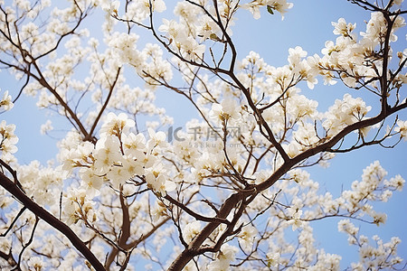 白色的花朵背景图片_树上开满了白色的花朵，逆天而立