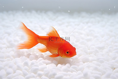 室内热带鱼缸里的橙色金鱼坐在白米中间