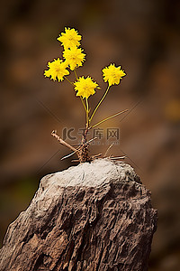 黄色的花朵背景图片_黄色的花朵从树桩上长出来