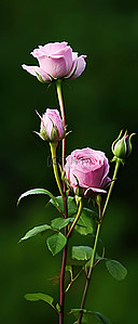 玫瑰绿色背景图片_绿色背景田野中的四朵玫瑰