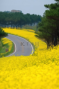 乡村道路周围的黄色花朵