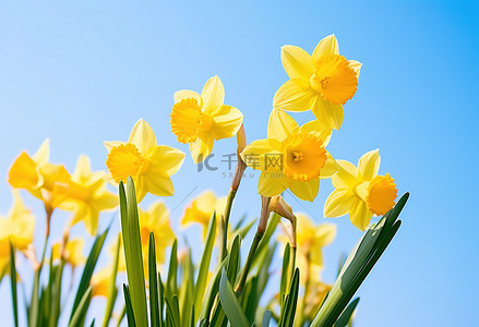 水仙花背景图片_浅蓝色的天空下生长着黄色的水仙花
