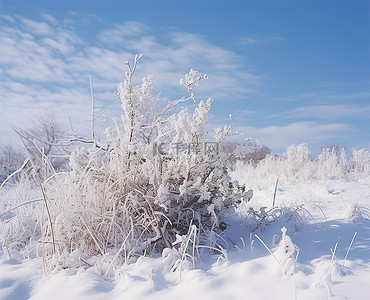 雪原中一些灌木丛中的一根被雪覆盖的树枝