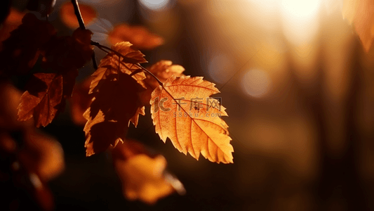 秋天植物树叶日光摄影广告背景