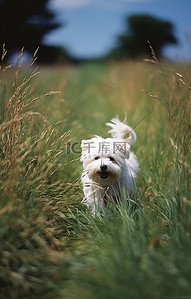 小狗小狗背景图片_高草丛中的一只小白狗