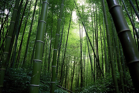 宜宾竹林背景图片_生长在竹林中的许多高大而绿色的竹树