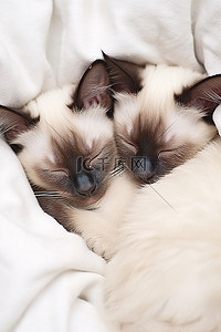 睡觉的人背景图片_两只暹罗猫睡在白色的毯子上