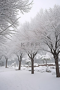 一个小公园，雪中有两棵被雪覆盖的树