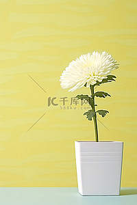 菊花背景图片_黄墙上白色方盆里的白菊花