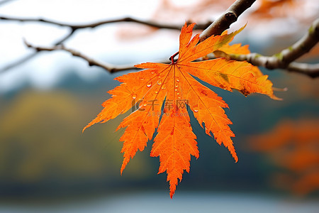 橙色枫叶背景图片_树枝上挂着一片亮橙色的叶子