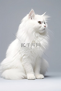 可爱猫背景背景图片_灰色背景中的白猫坐在原地