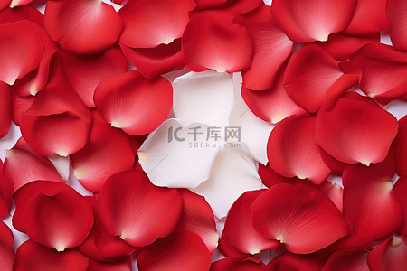 红色玫瑰花瓣背景背景图片_红色玫瑰花瓣的白色纸板