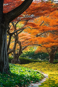 云树木背景图片_日本秋天 秋天的树木 花园公园 冲绳 u