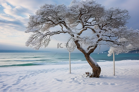阿尔巴尼亚捷克共和国海滩上雪中的树