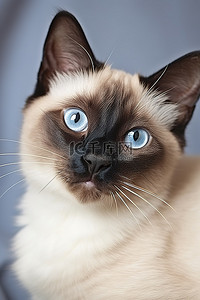 眼睛背景图片_蓝眼睛的暹罗猫
