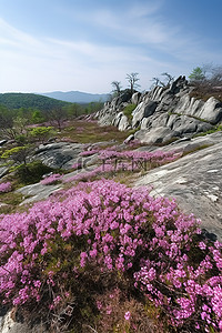 春天旅游背景背景图片_开满鲜花的岩石区和山顶