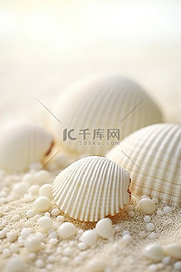 贝壳沙子背景图片_六个白色的大贝壳坐在沙子上