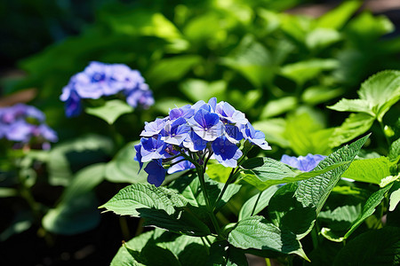 几朵蓝色的花生长在绿色植物的前面