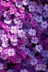 地上有一束紫色的花
