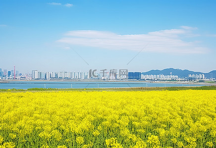 一片芥末花田，背景是一座城市的景色