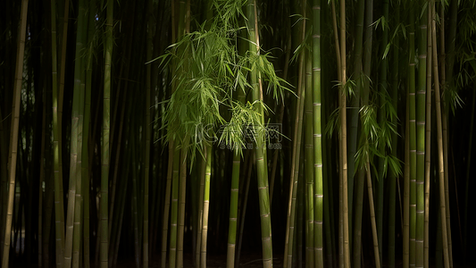 竹子翠竹竹叶背景