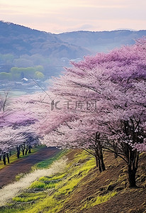 山谷后面山上的樱花树