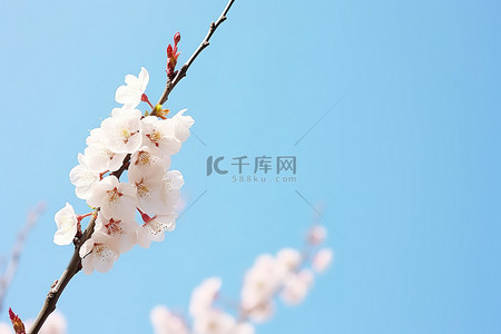 樱花花美丽的春天的花朵蓝天