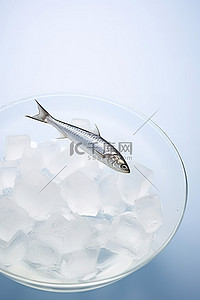 盘子鱼背景图片_鱼坐在盘子里的冰里