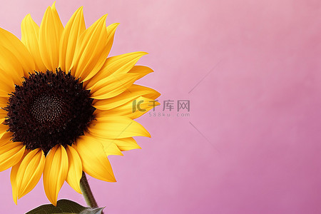 常温向上背景图片_柔和的粉红色背景角落里的一朵向上的向日葵