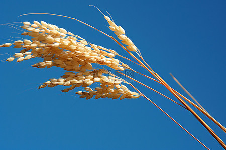 清澈的蓝天映衬着一捆稻米