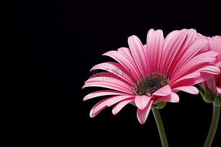背景黑色粉色背景图片_黑色背景的粉色雏菊