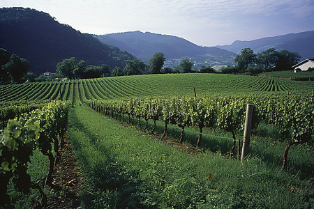 葡萄园背景图片_奥地利第一批葡萄园位于凯瑟霍夫葡萄园的草地上