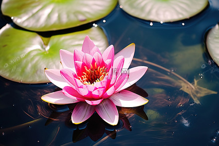 池塘里漂浮着粉红色的睡莲